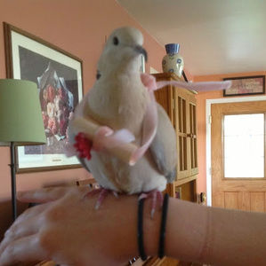 Meet your Posher, Kara